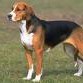 foxhound ingles